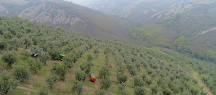 Huile d'olive BIO d'exception Mono Cultivar Dritta 50cl Persiani🐸🐸🐸