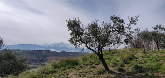 Samedi 21/03 de 14 à 18h: une dizaine de vins en dégustation gratuite pour fêter le retour des beaux jours!