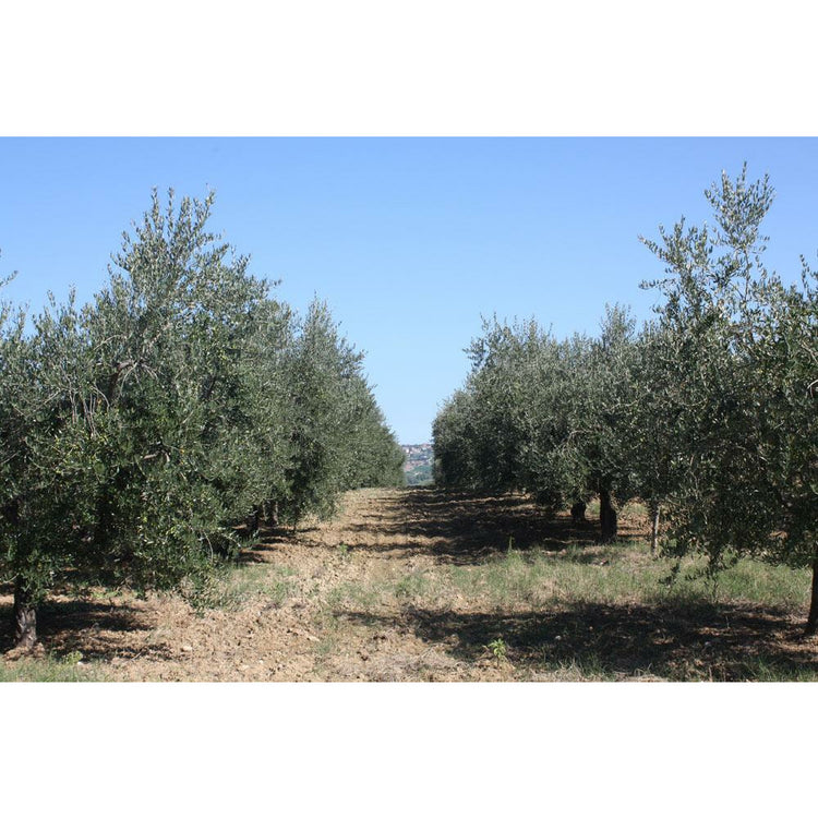 Organic olive oil 2L Dolci Ulivi🐸🐸