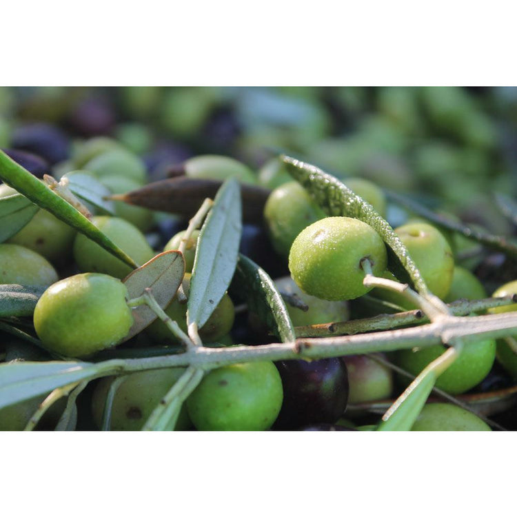 Biologische olijfolie 50cl Dolci Ulivi🐸🐸